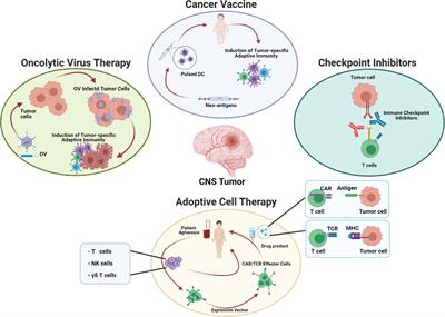 Innovative and Promising Strategies to Enhance Effectiveness of Immunotherapy for CNS Tumors: Where Are We?